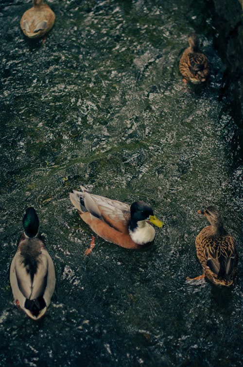 Free stock photo of duck, duck feeding, duck in water
