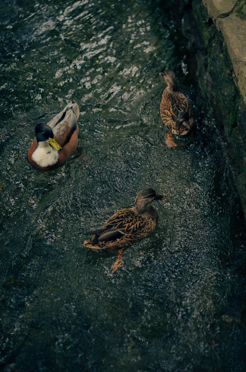 Free stock photo of duck, duck feeding, duck in water