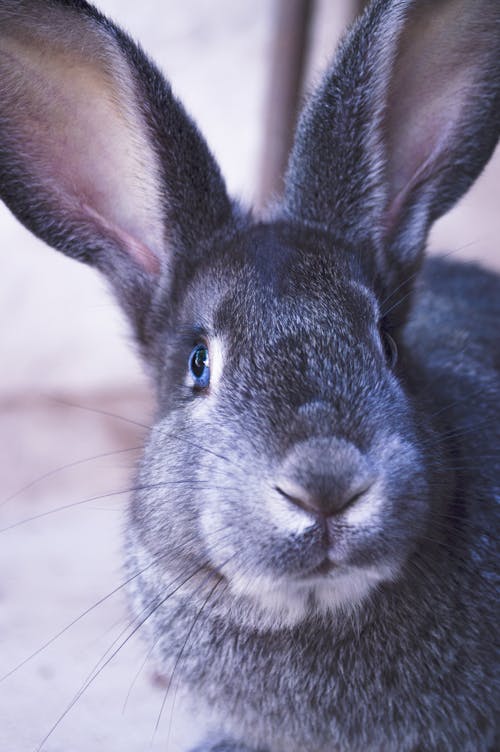 Free Close-Up Shot of a Rabbit Stock Photo