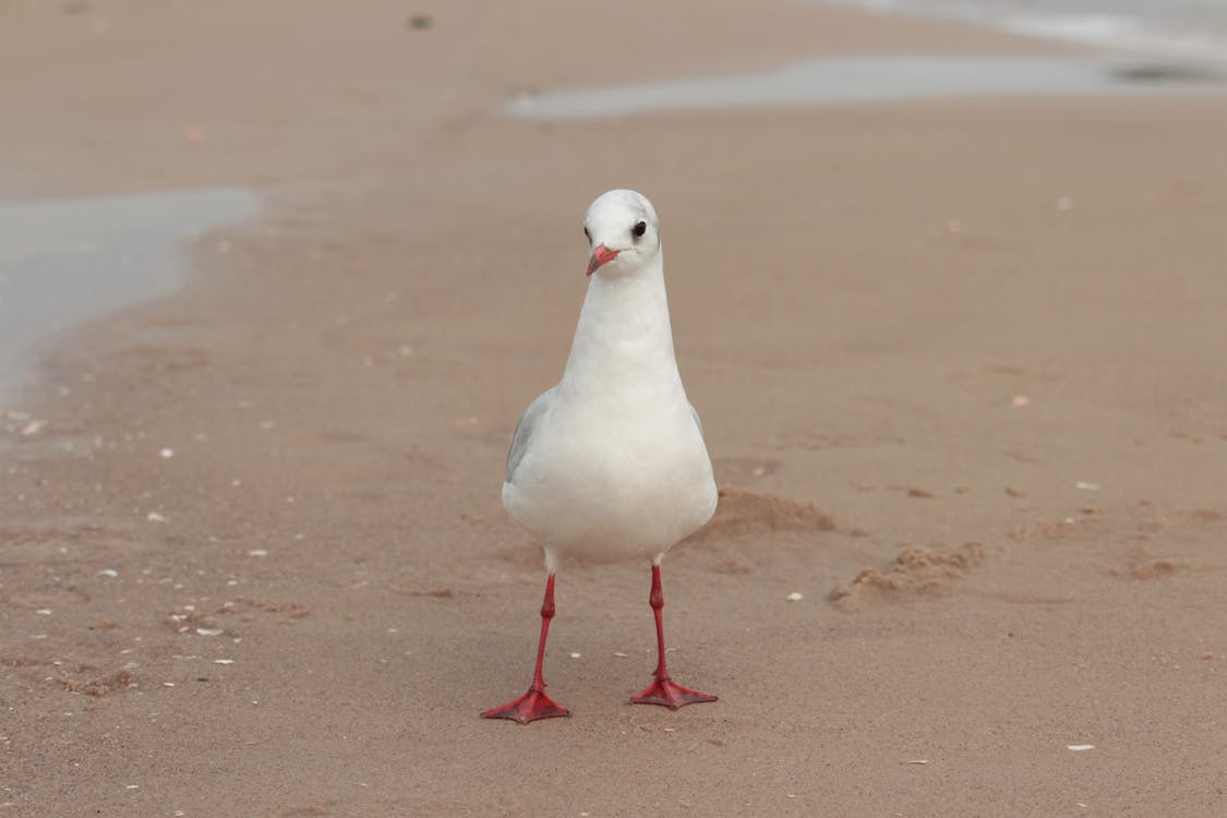 Free White Seagull on Brown Sand Stock Photo