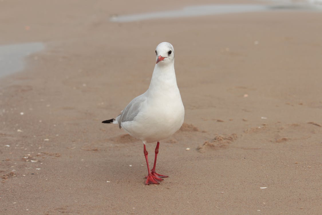 Free Close-Up Shot of a Seagull on the Sand Stock Photo