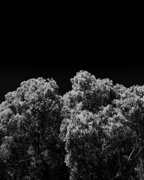 Ảnh lưu trữ miễn phí về cây, chụp ảnh đơn sắc, đen và trắng