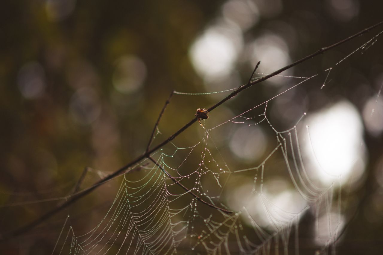 close up of a delicate spider web with dew drops glistening in sunligh