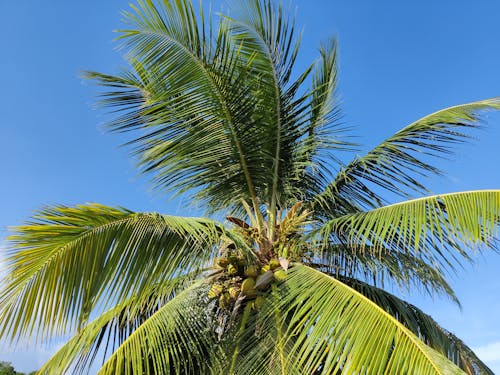 무료 열대의, 자연, 코코넛 나무의 무료 스톡 사진