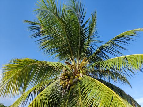 A vibrant coconut palm tree with lush green fronds under a clear blue sky in Puerto Rico.
