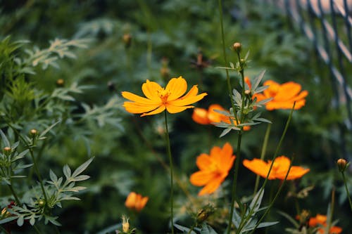 Selective Focus Photography of Orange Sunroot Flowers