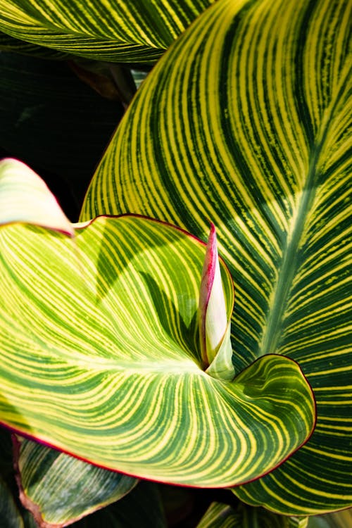 Close-Up Shot of Leaves
