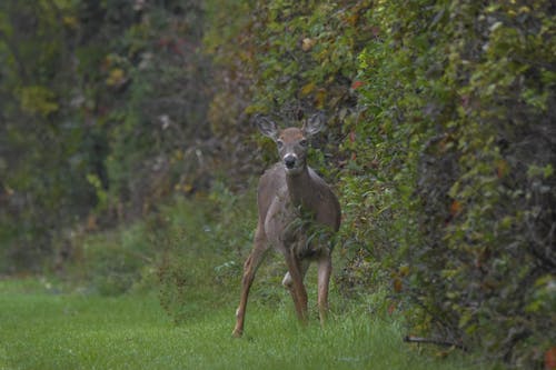 A Brown Deer on a Grassy Field