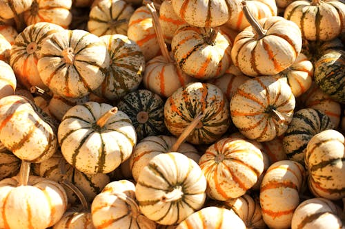 Close-Up Shot of Fresh Pumpkins