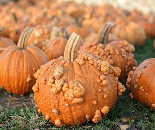 Close-Up Shot of Pumpkins on the Grass