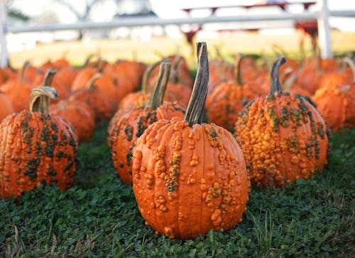 Free Close-Up Shot of Pumpkins on the Grass Stock Photo