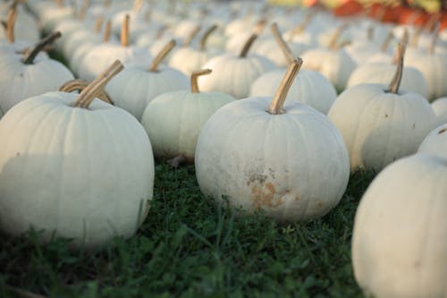 Close-Up Shot of White Pumpkins on the Grass