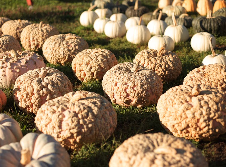 Pumpkins On A Grassy Field