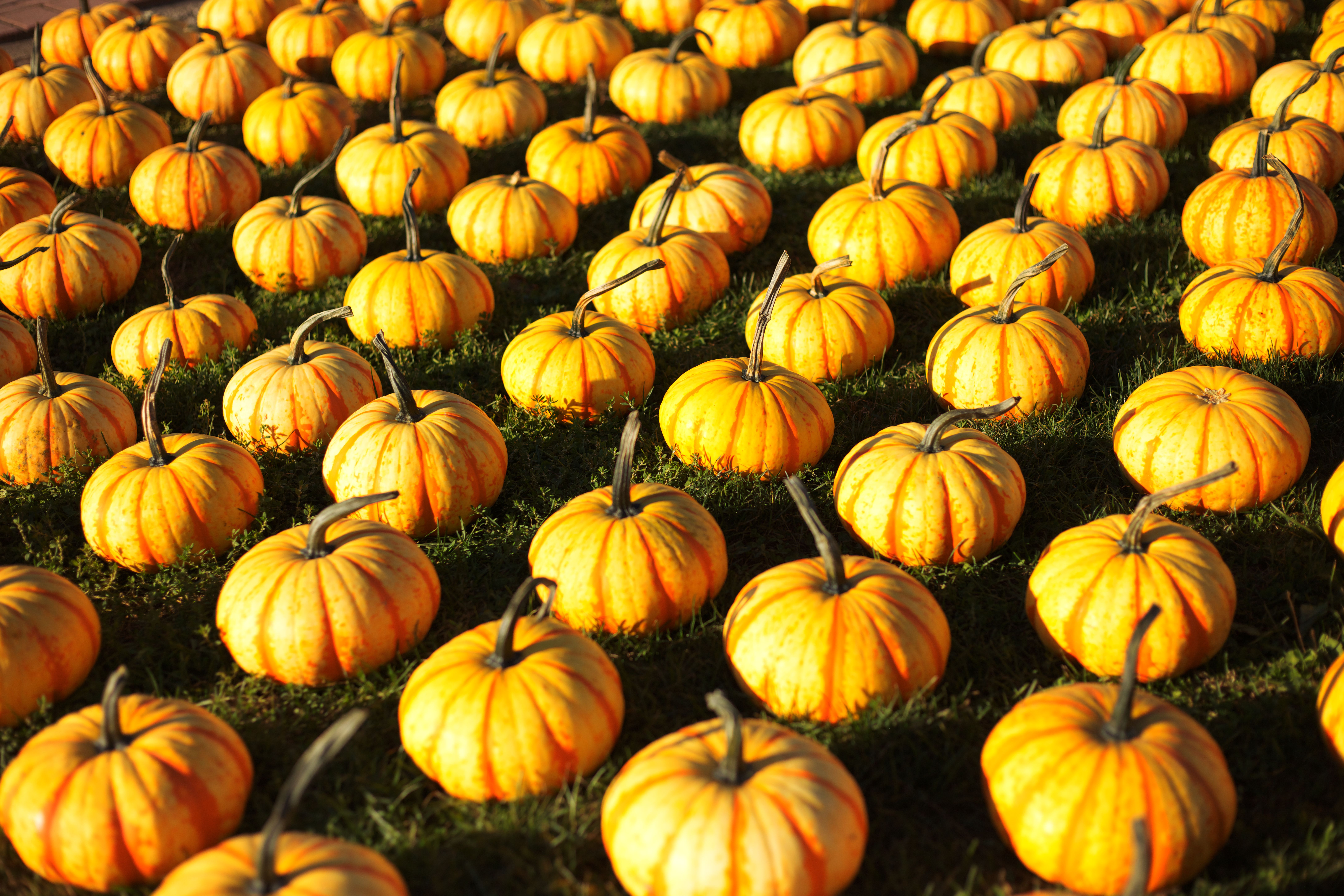 Close-Up Shot of Pumpkins on the Grass · Free Stock Photo