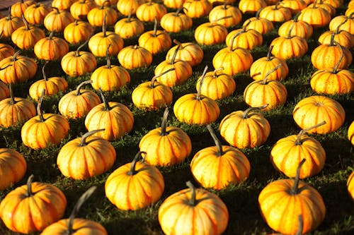Free Close-Up Shot of Pumpkins on the Grass Stock Photo