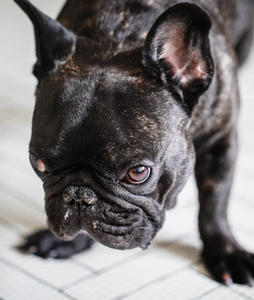 Close-Up Shot of a Black French Bulldog