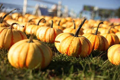 Close-Up Shot of Pumpkins on the Grass