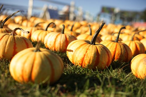 Free A close-up of a pumpkin patch bathed in warm autumn sunlight, showcasing fresh harvest season vibes. Stock Photo