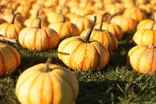 Close-Up Shot of Pumpkins on the Grass