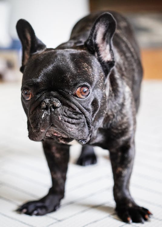 Close-Up Shot of a French Bulldog · Free Stock Photo