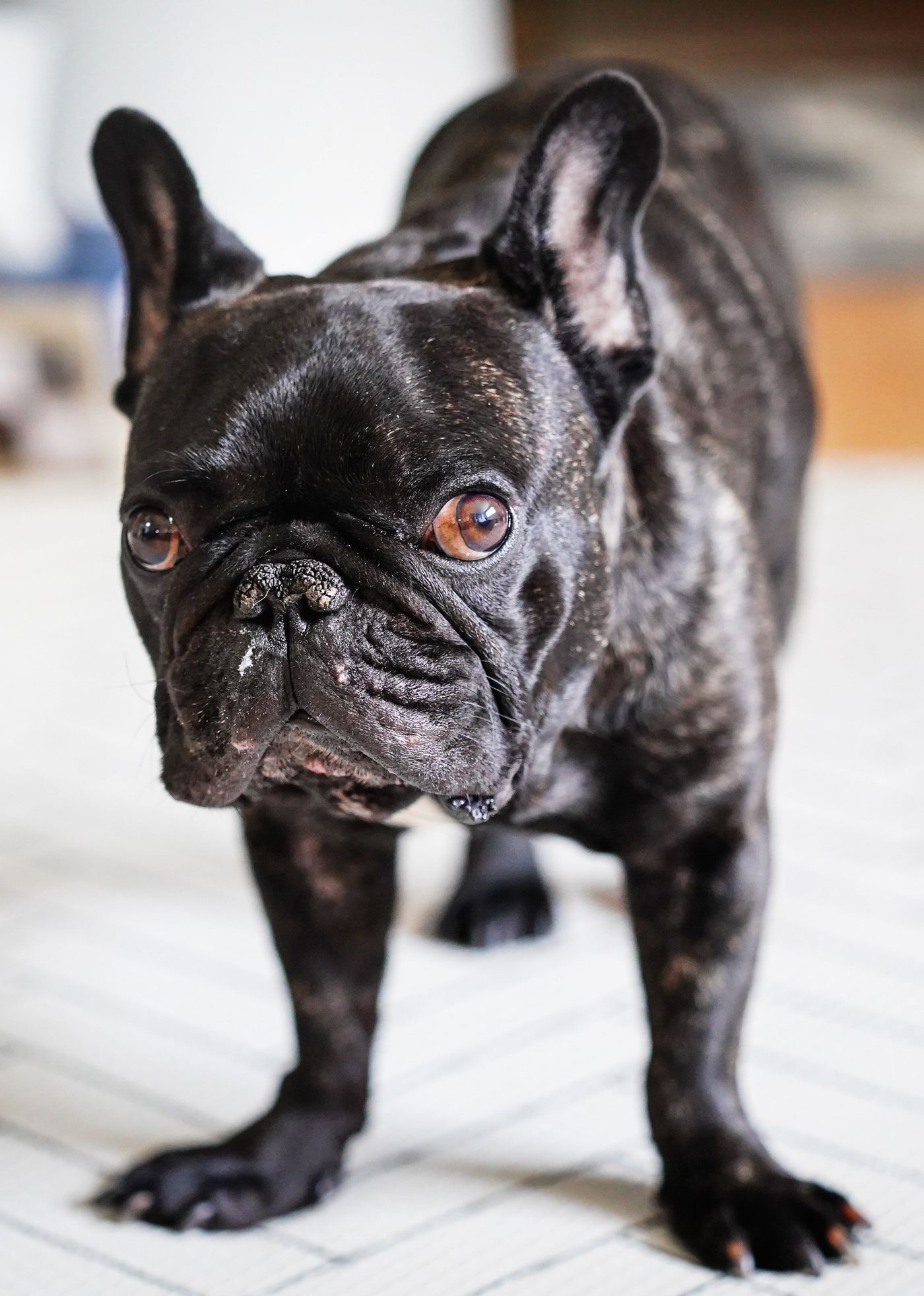 Chó French Bulldog nghỉ trong nhà, minh họa trạng thái thư giãn trước kỳ lưu trú Pet Hotel