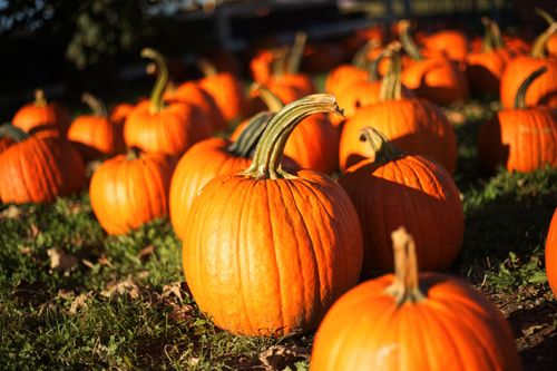 Free Close-up of bright orange pumpkins in a sunlit patch, perfect for fall harvest imagery. Stock Photo