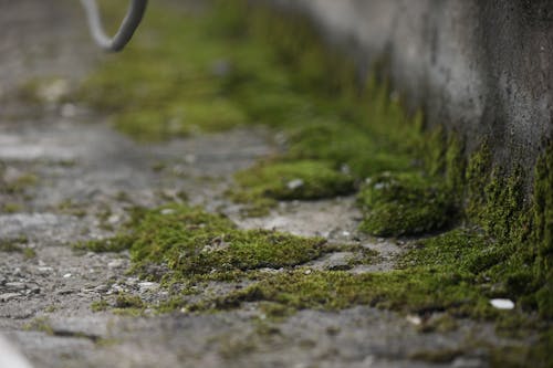 Free stock photo of concrete, concrete background, moses