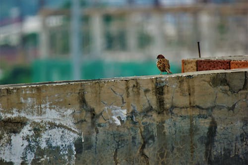 Free stock photo of bird, bricks, concrete