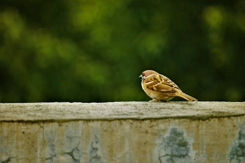 Free stock photo of bird, concrete, lonely