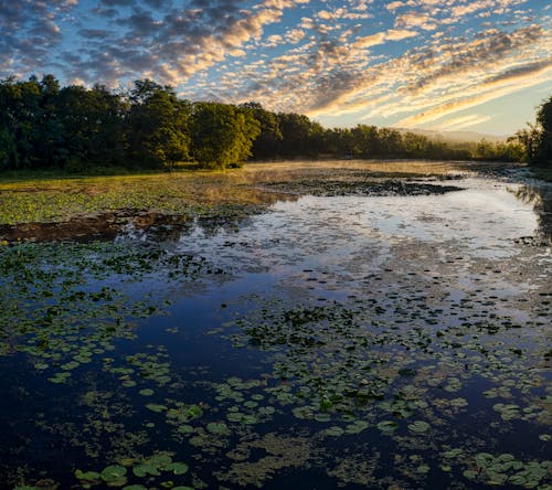 Darmowe zdjęcie z galerii z darmowa tapeta, drzewa, jezioro