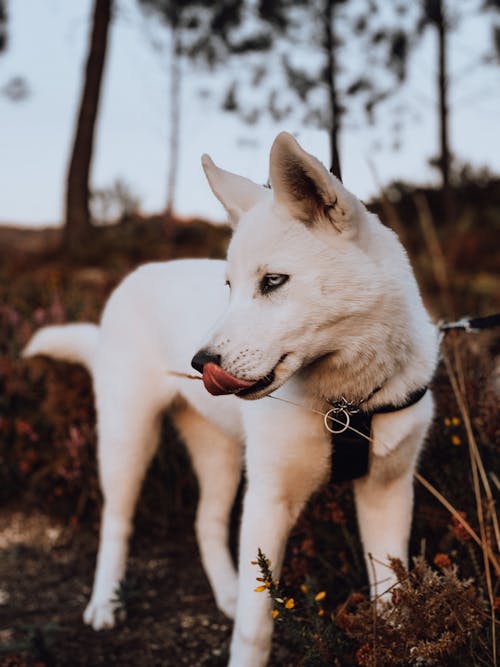 Free White Dog in Close Up Photography Stock Photo