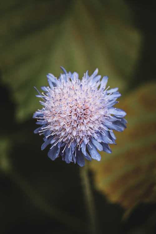 Close-Up Shot of a Blue Thistle Flower in Bloom