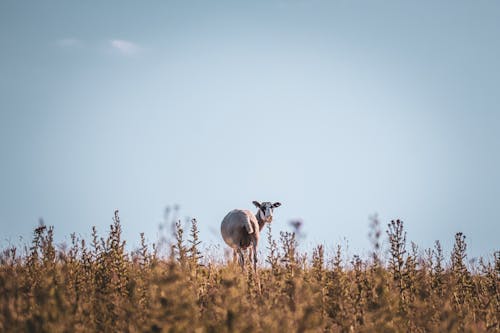 Free A Goat in the Grass Field Stock Photo