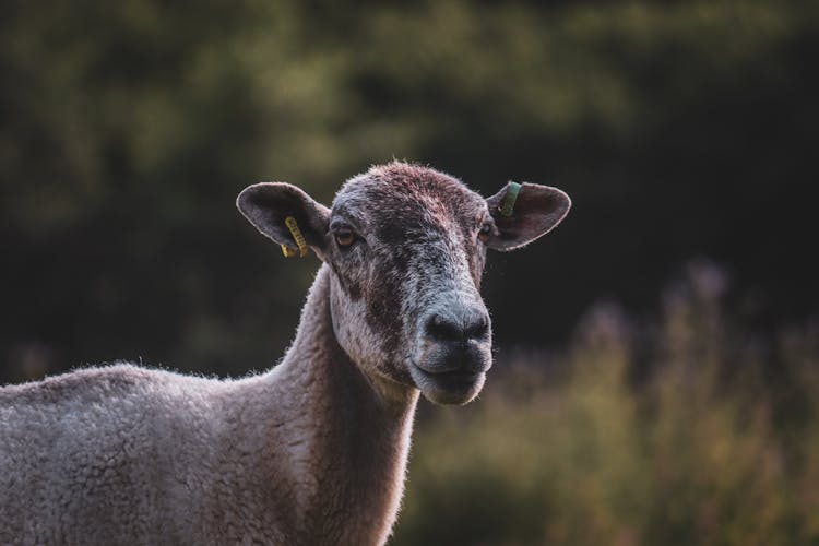 Shaved Sheep On Meadow