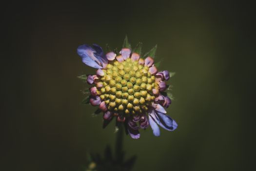 Close-Up Shot of a Small Scabious in Bloom