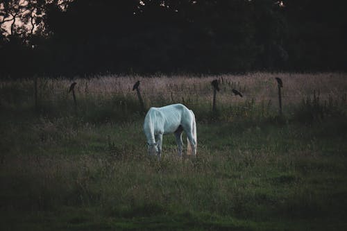 Imagine de stoc gratuită din animal de fermă, cal alb, câmp