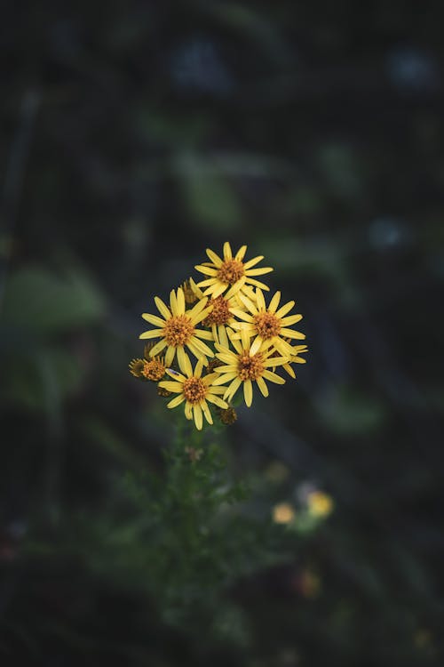 Close-Up Shot of Yellow Flowers in Bloom