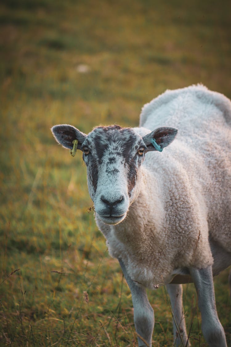 Shaved Sheep Standing On Meadow