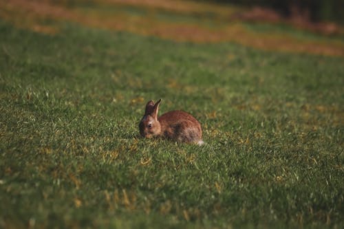 A Brown Rabbit on a Grassy Field