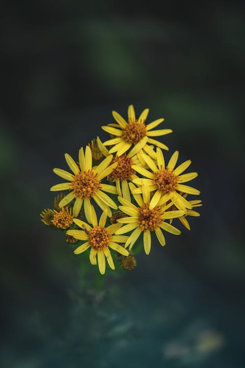 Close-Up Shot of Yellow Flowers in Bloom