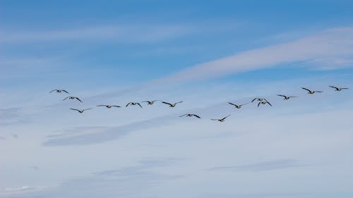 Безкоштовне стокове фото на тему «зграя птахів, міграція, небо»