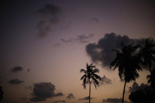 Free Silhouette of Coconut Trees during Sunset Stock Photo