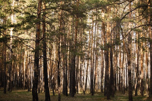 bezplatná Základová fotografie zdarma na téma les, stromy Základová fotografie