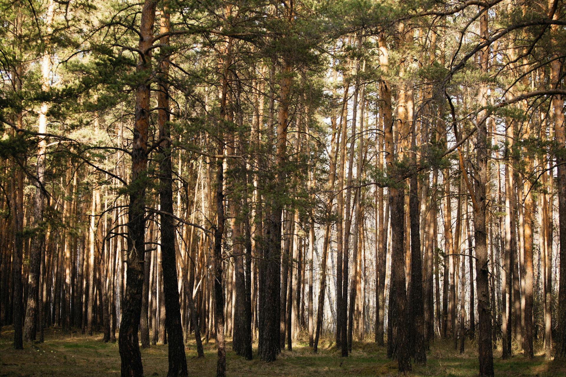 Photo of Trees in the Forest