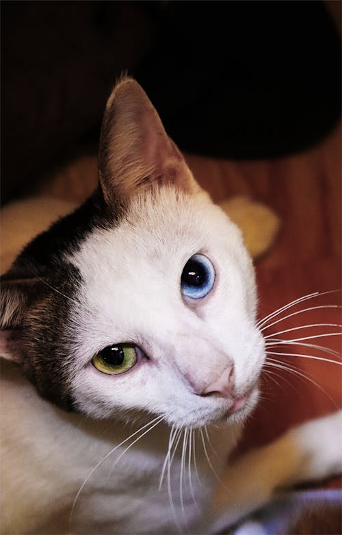 Бесплатное стоковое фото с глаз кошки, кошачьи глаза, кошачья мордочка