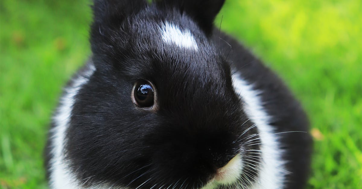 How to draw a baby bunny cute