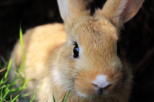 Бесплатное стоковое фото с кролик, кроличьи уши, милый зайчик