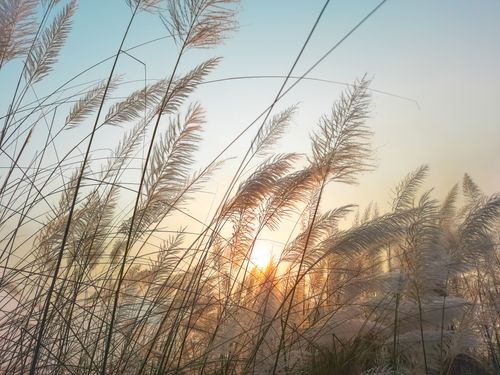 Free Serene view of pampas grass against a golden sunset in Pabna, Bangladesh. Stock Photo