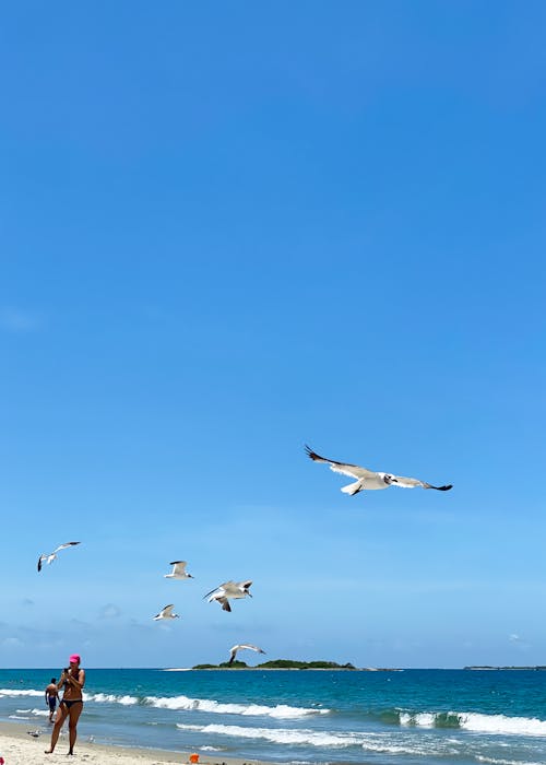 Δωρεάν στοκ φωτογραφιών με θαλάσσια πτηνά, καραϊβική θάλασσα, παραλία