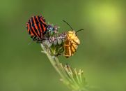A Pair of Shield Bugs Perched on Green Flower Bud